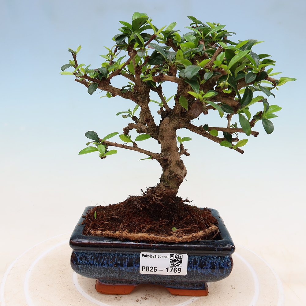 Camera bonsai - Carmona macrophylla - Tea fuki