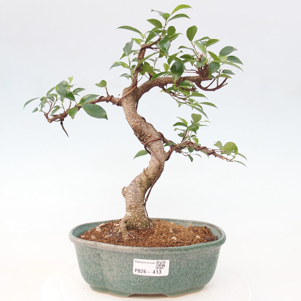 Camera bonsai - Ficus retusa - ficus a foglie piccole