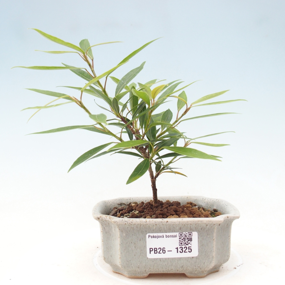 Camera bonsai - Ficus nerifolia - ficus a foglie piccole
