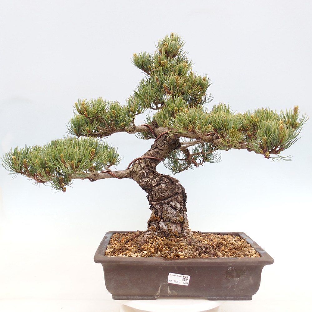 Bonsai da esterno - Pinus parviflora - Pinus parviflora