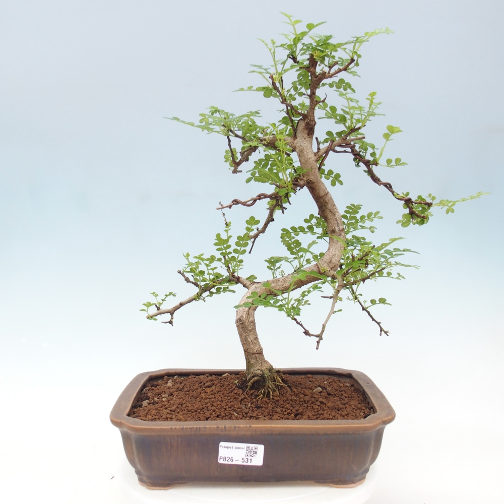 Camera bonsai - Zantoxylum piperitum - albero del pepe
