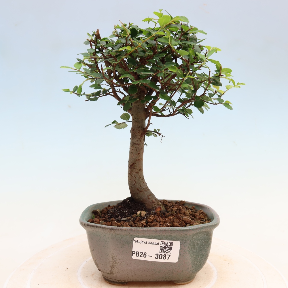 Camera bonsai - Ulmus parvifolia - Olmo a foglie piccole