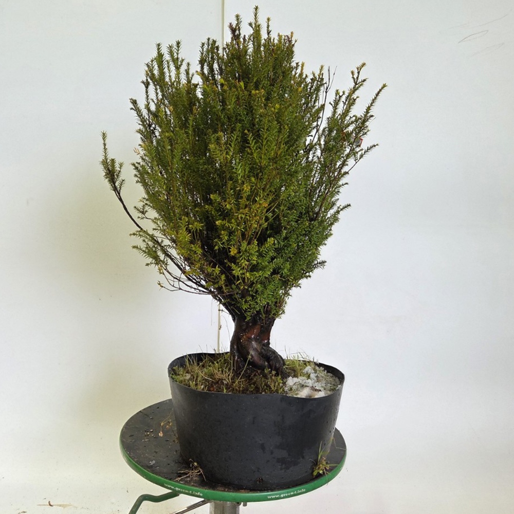 Bonsai da esterno di Tasso giapponese - Taxus cuspidata