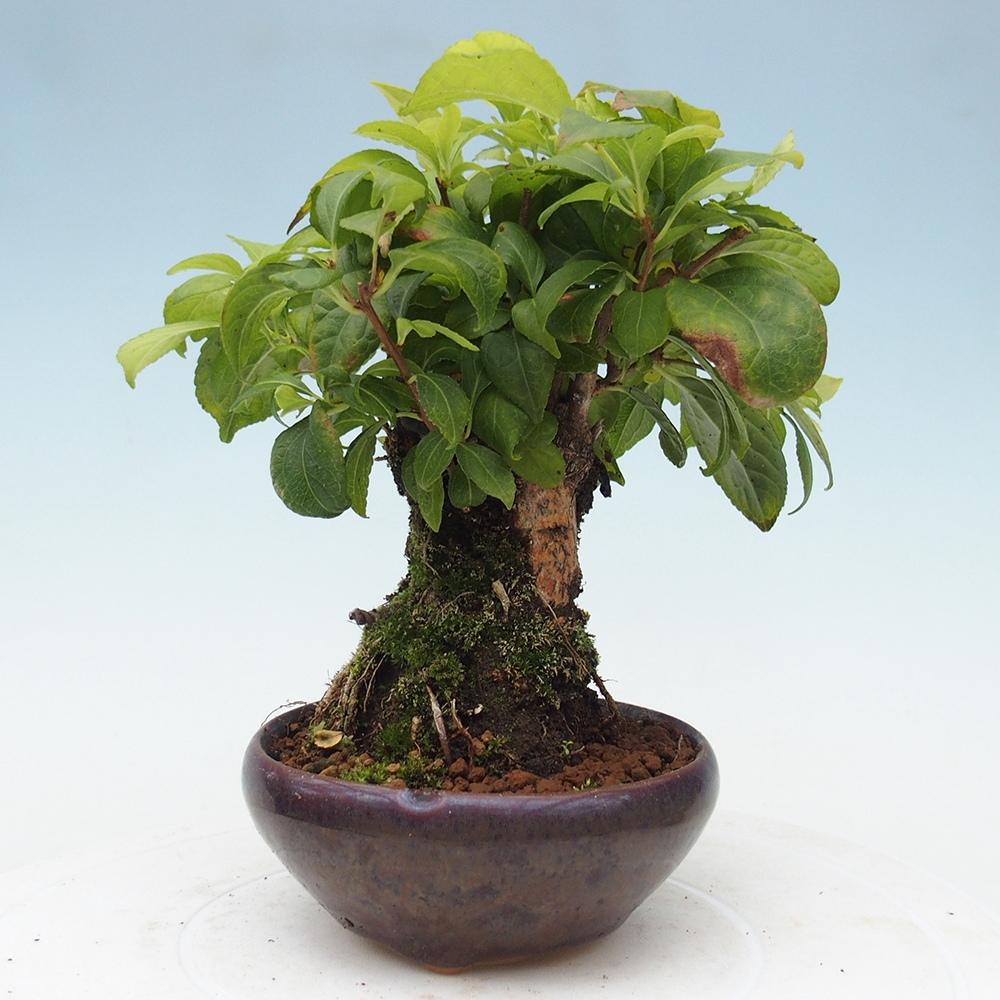 Bonsai da esterno - Celastrus orbiculatus