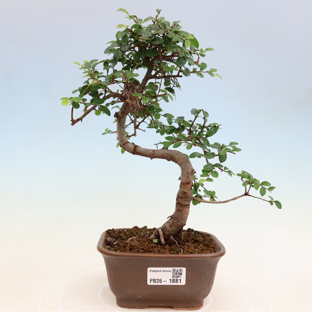 Camera bonsai - Ulmus parvifolia - Olmo a foglie piccole