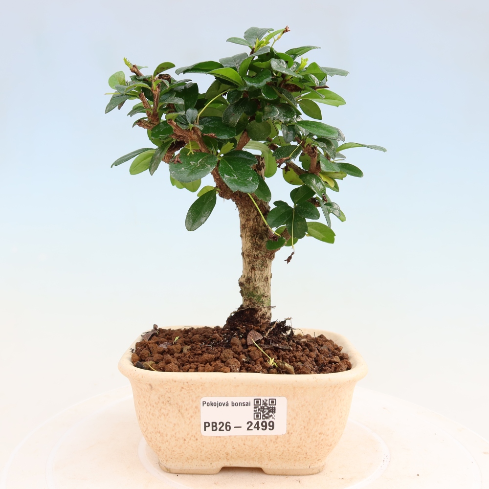 Camera bonsai - Carmona macrophylla - Tea fuki