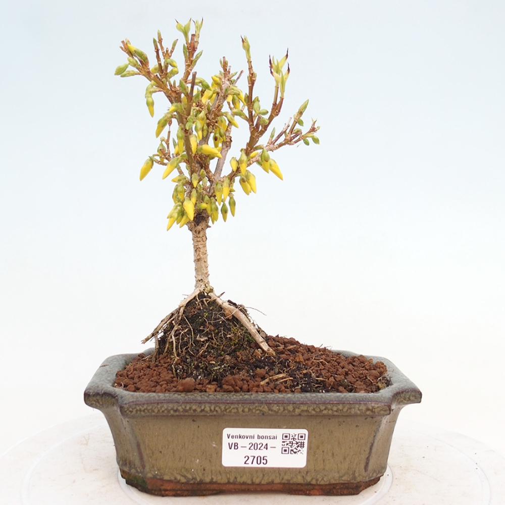 Bonsai da esterno - Zlatice - Forsythia intermedia