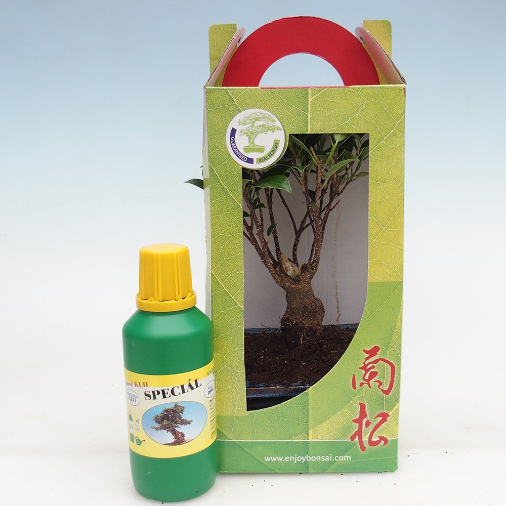 Bonsai da camera in confezione regalo Ficus retusa - Ficus a foglie piccole