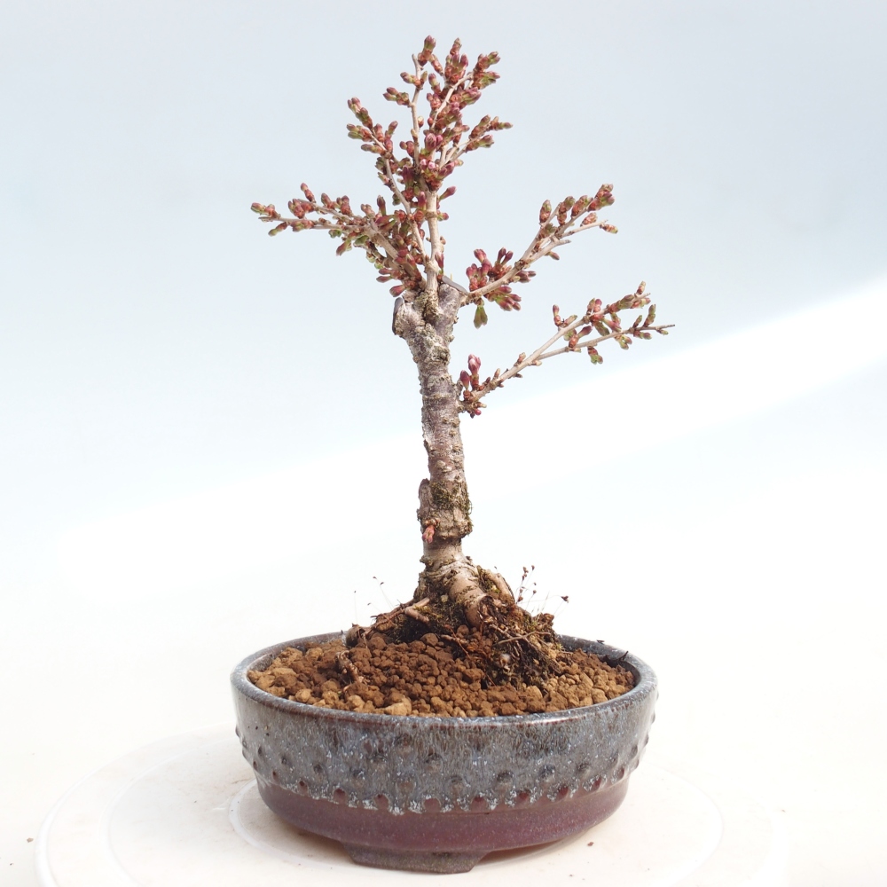 Bonsai da esterno - Prunus incisa Kojou-no mai-Plivon ritagliato