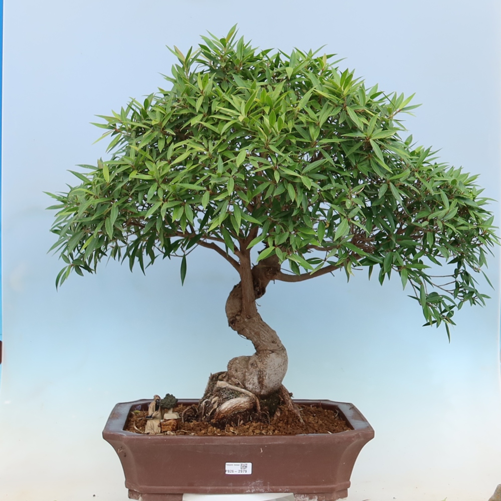 Camera bonsai - Ficus nerifolia - ficus a foglie piccole