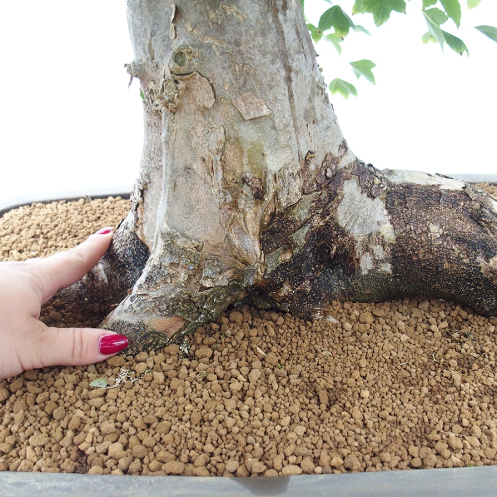 Bonsai da esterno - Acer Buergerianum - Acero di Burger