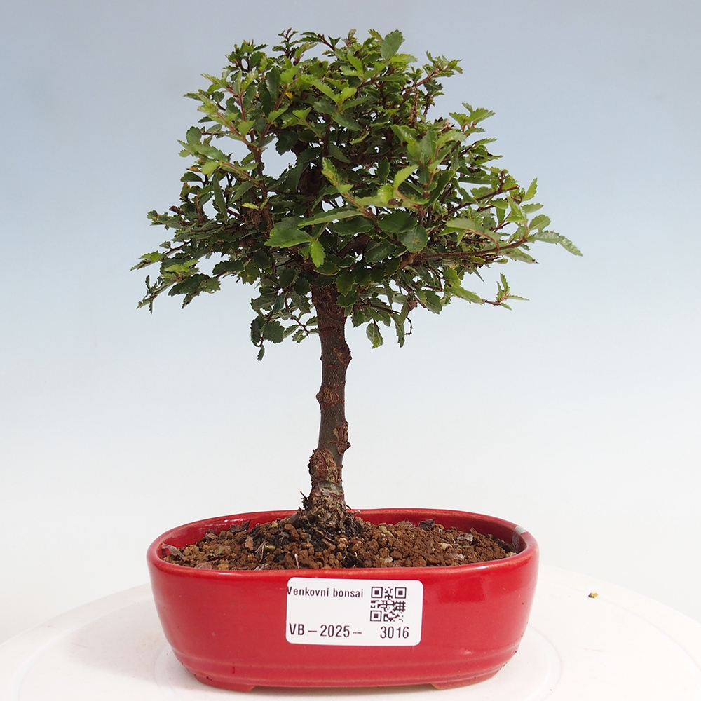 Bonsai da esterno - Ulmus parvifolia Sagei - Olmo a foglie piccole