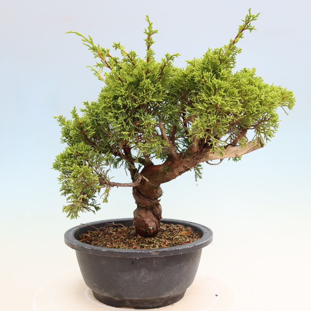 Bonsai da esterno - Juniperus chinensis Itoigawa-Juniperus chinensis