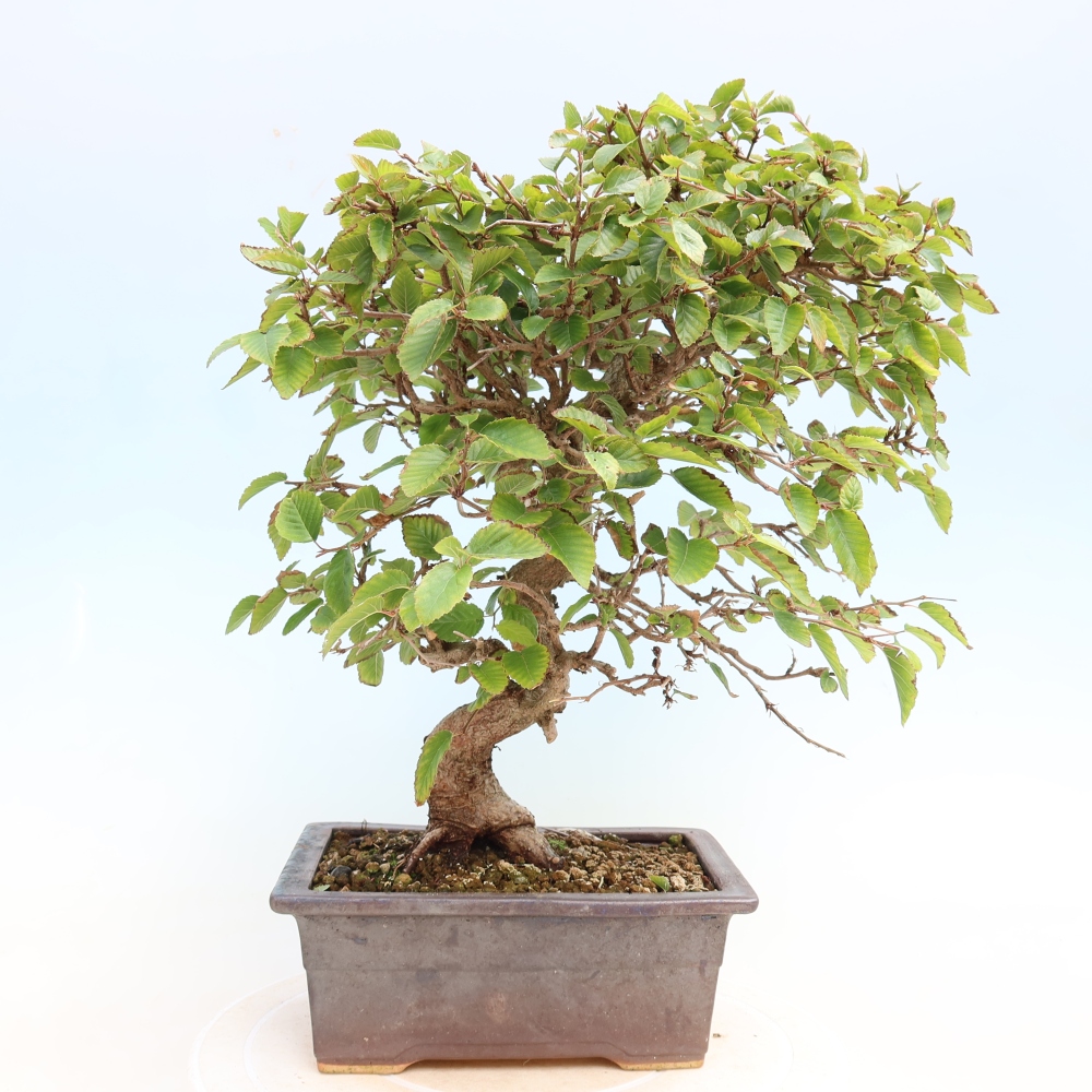 Bonsai da esterno -Carpinus CARPINOIDES - Carpino coreano