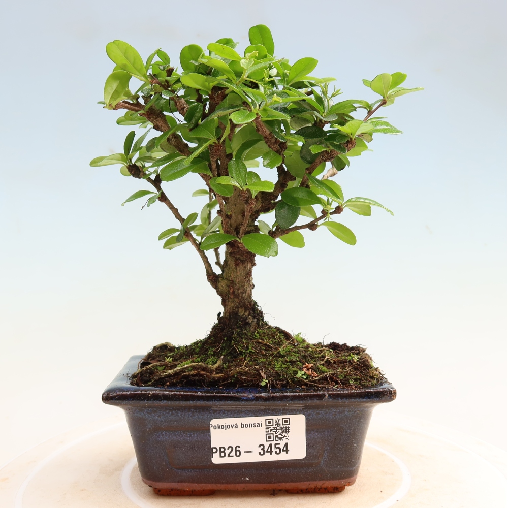 Camera bonsai - Carmona macrophylla - Tea fuki