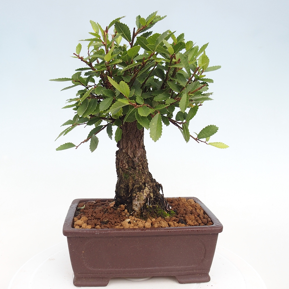 Bonsai da esterno - Zelkova - Zelkova NIRE