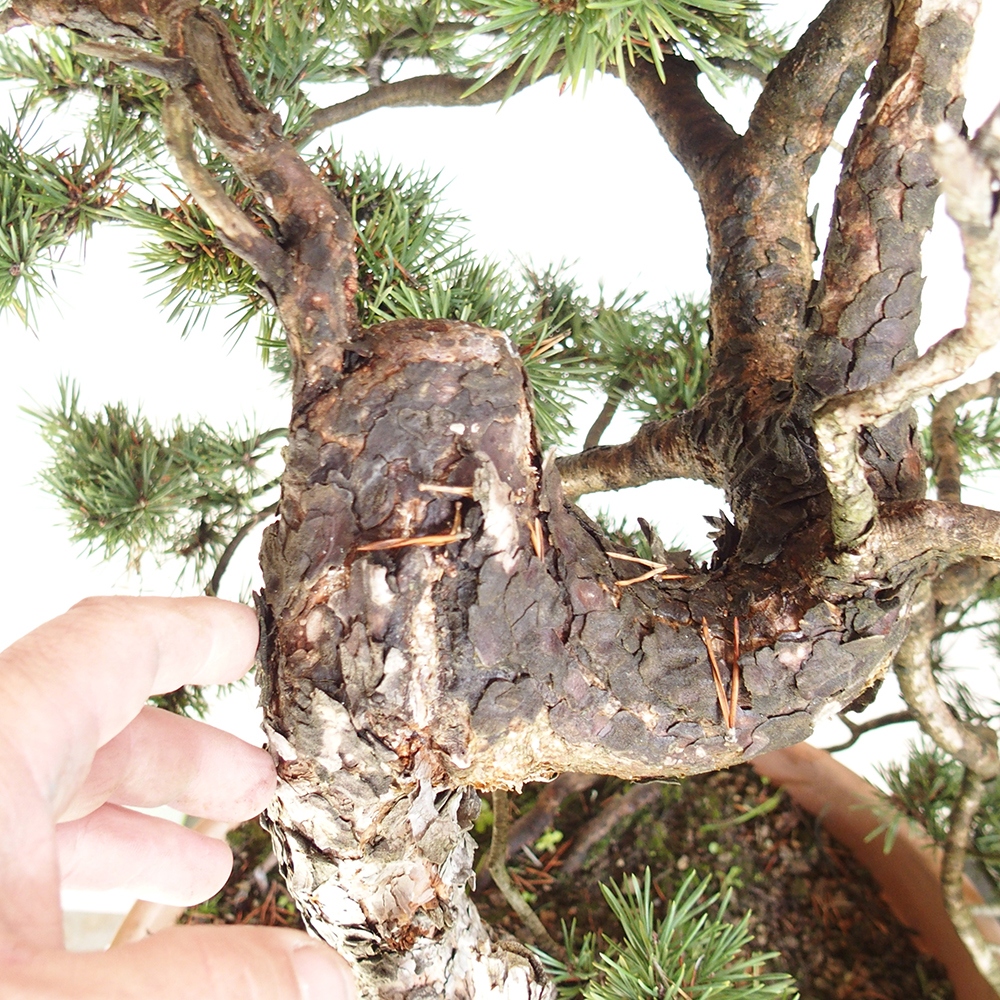 Yamadori - Pinus sylvestris Spagna