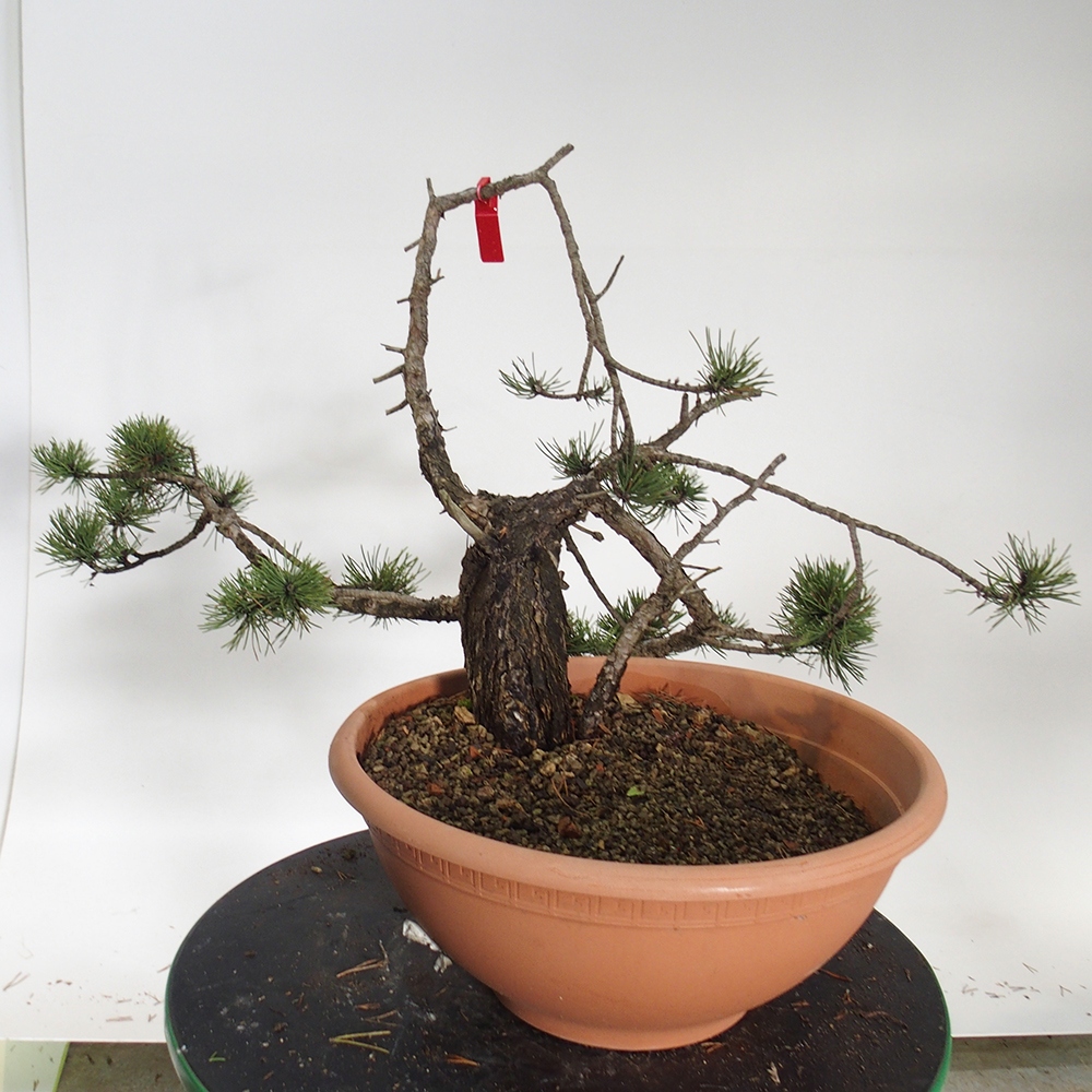Yamadori - Pinus sylvestris Spagna