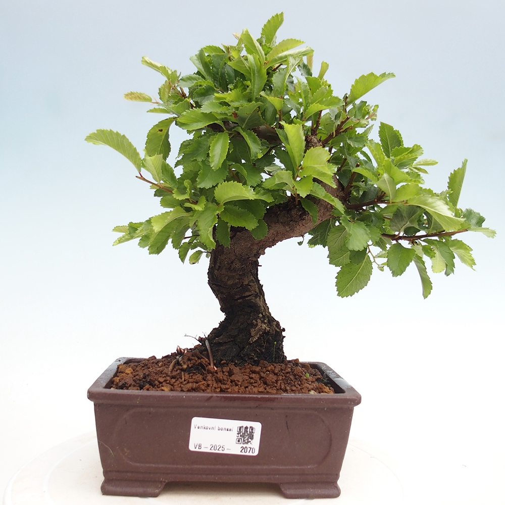 Bonsai da esterno - Zelkova - Zelkova NIRE