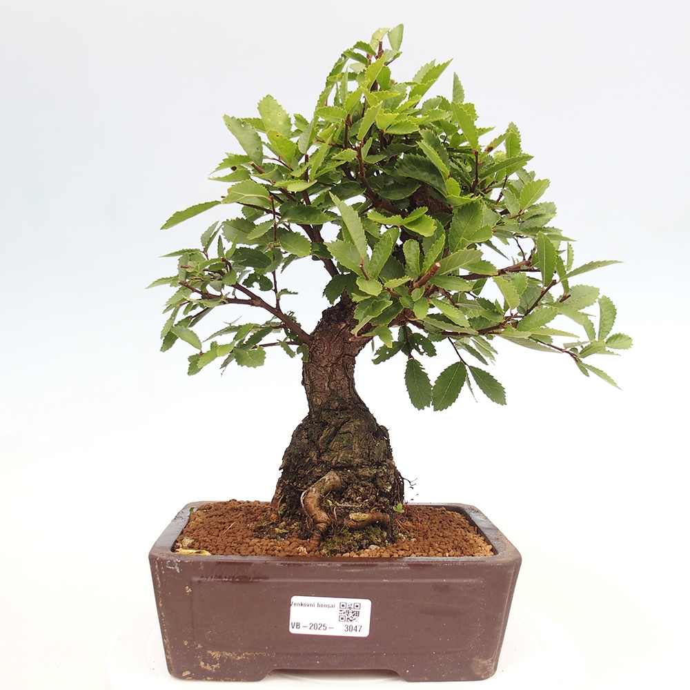 Bonsai da esterno - Zelkova - Zelkova NIRE