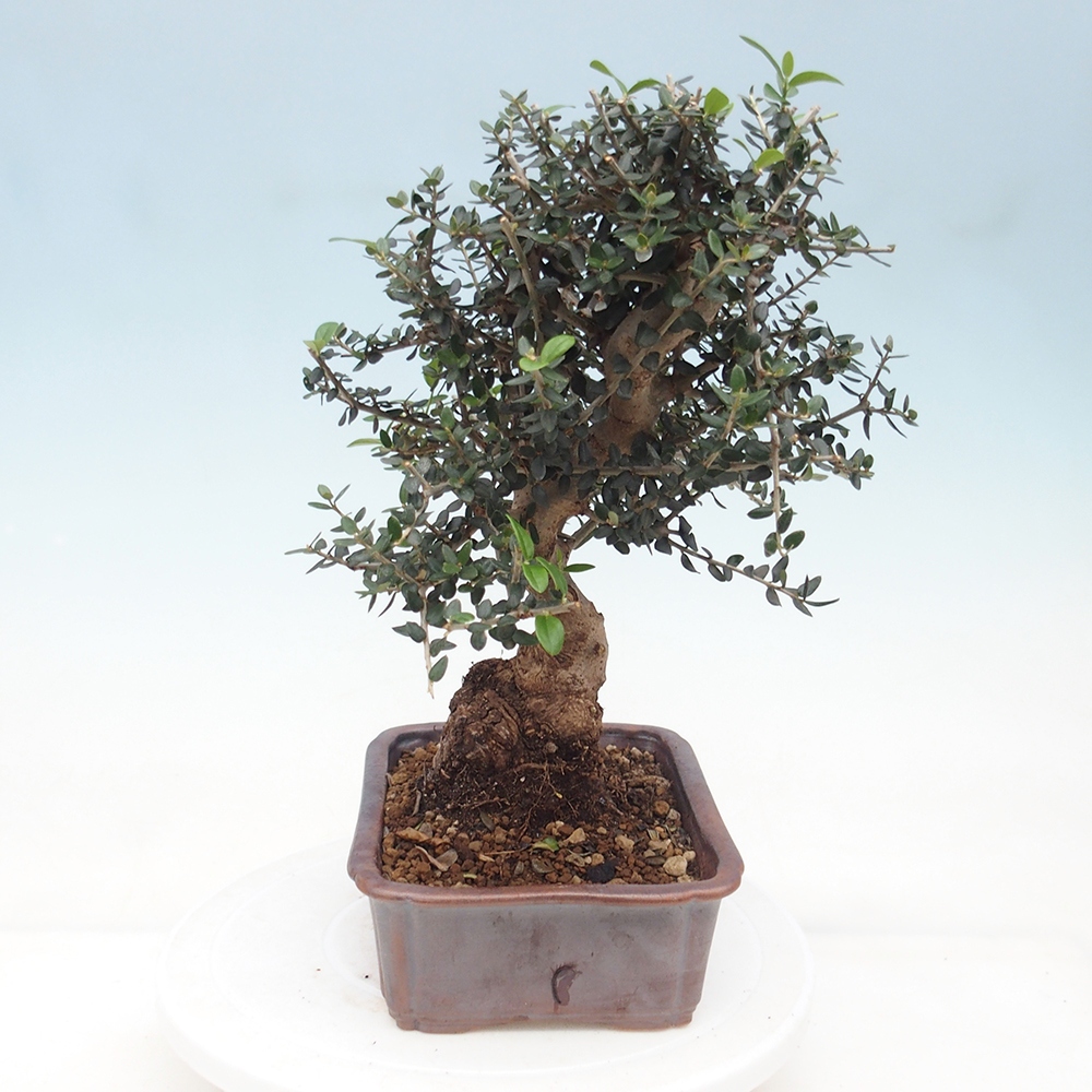 Bonsai da interno - Olea europaea sylvestris