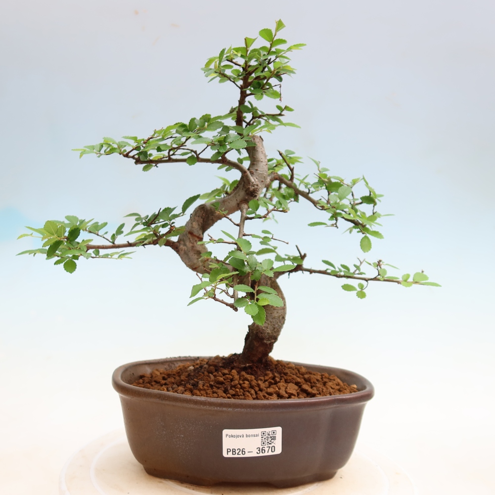 Camera bonsai - Ulmus parvifolia - Olmo a foglie piccole