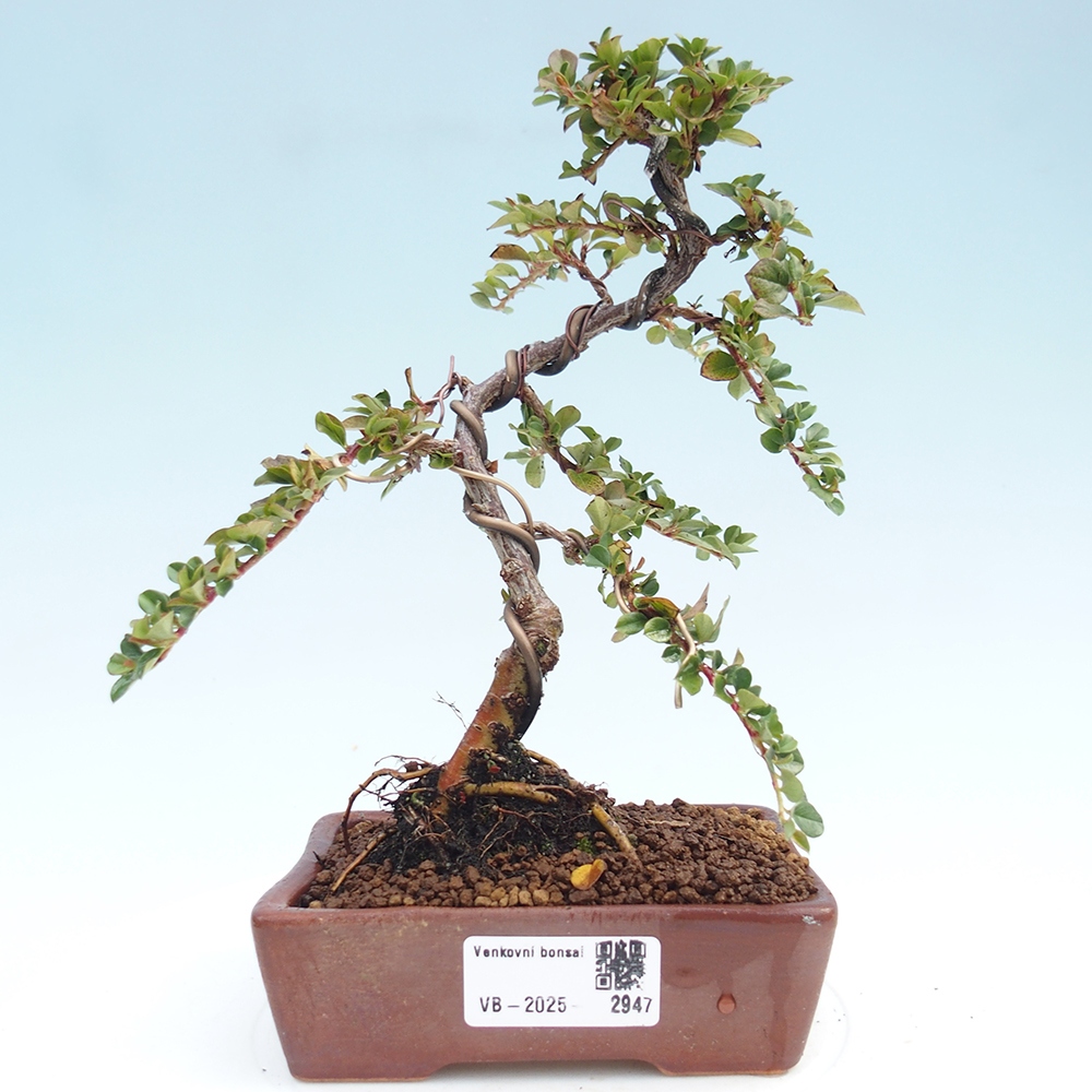 Bonsai da esterno - Cotoneaster horizontalis - Rocky Mountain