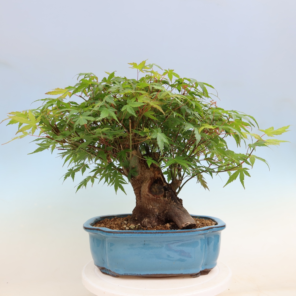 Bonsai da esterno - Acero Burger - Acer Burgerianum