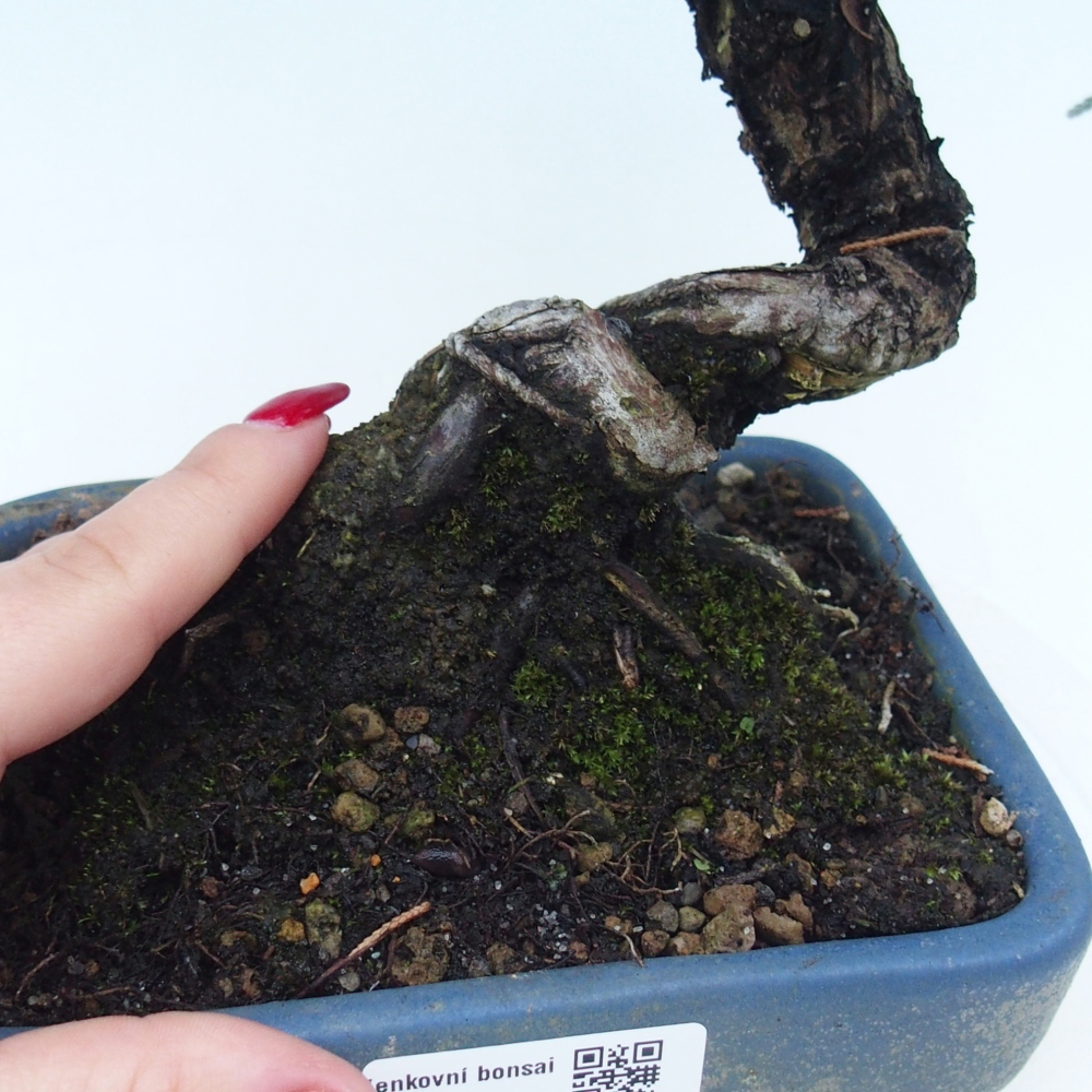 Bonsai da esterno - Juniperus chinensis Kishu