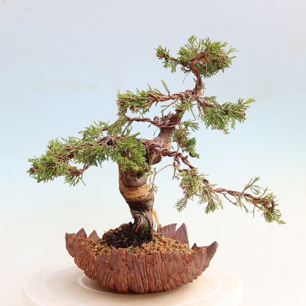 Bonsai da esterno - Juniperus chinensis Itoigawa-Juniperus chinensis