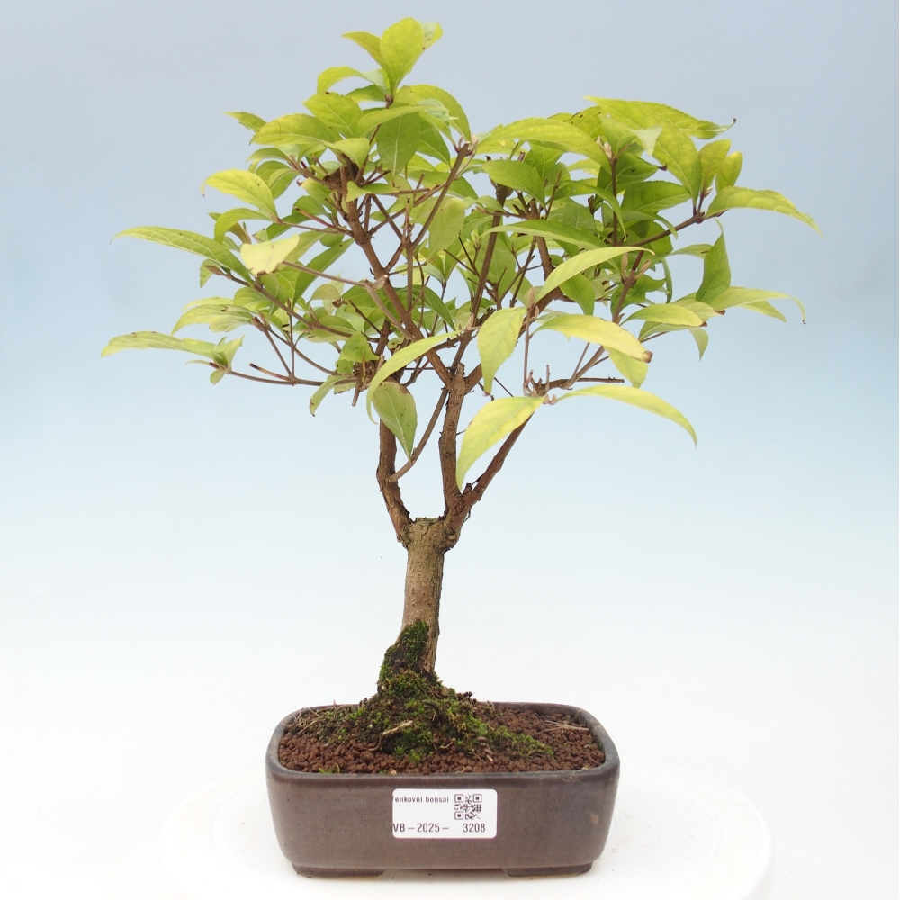 Bonsai da esterno - Callicarpa japonica