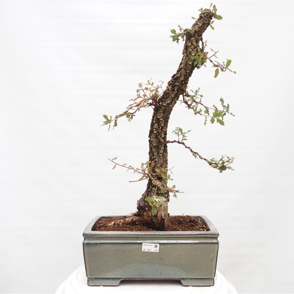 Yamadori - Quercus Ilex - Agrifoglio di quercia