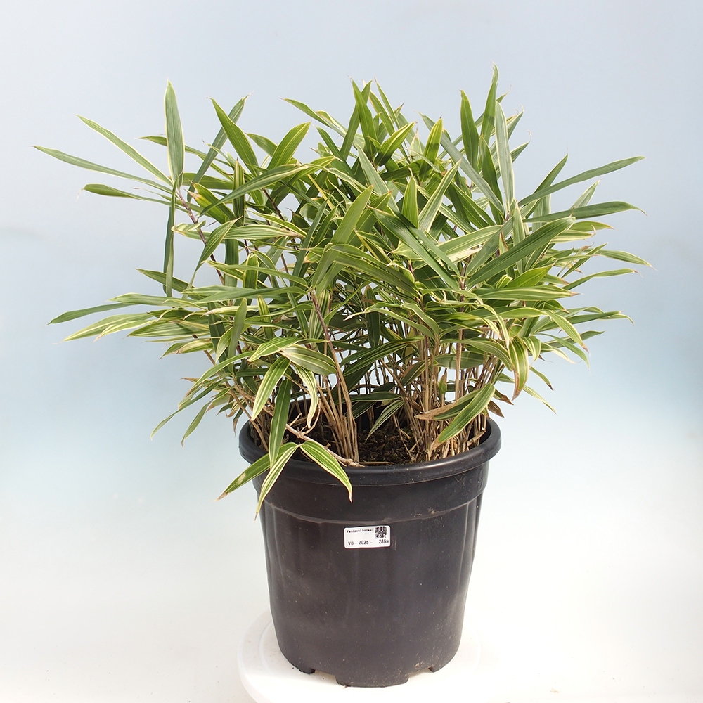 Bonsai da esterno - Sasaella masamuneana Albostriata - Bambù