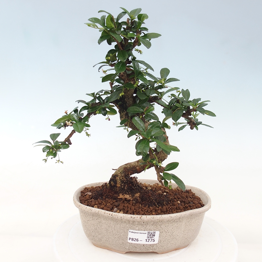 Camera bonsai - Carmona macrophylla - Tea fuki