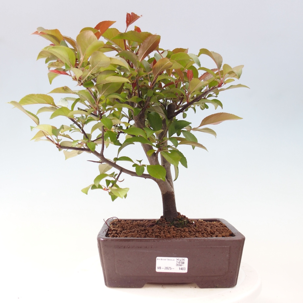 Bonsai da esterno -Malus domestica - Melo a piccoli frutti a foglie rosse