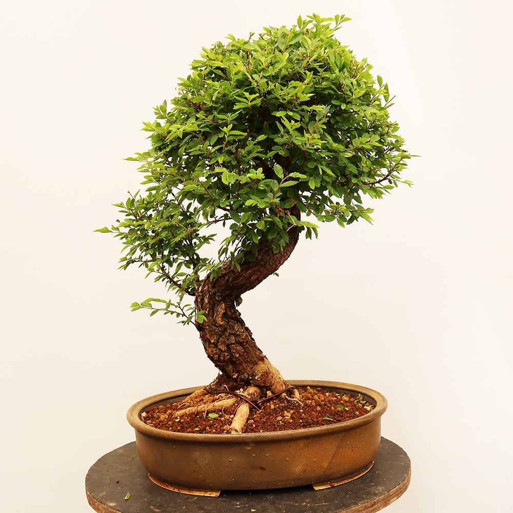 Bonsai da esterno - Zelkova - Zelkova NIRE