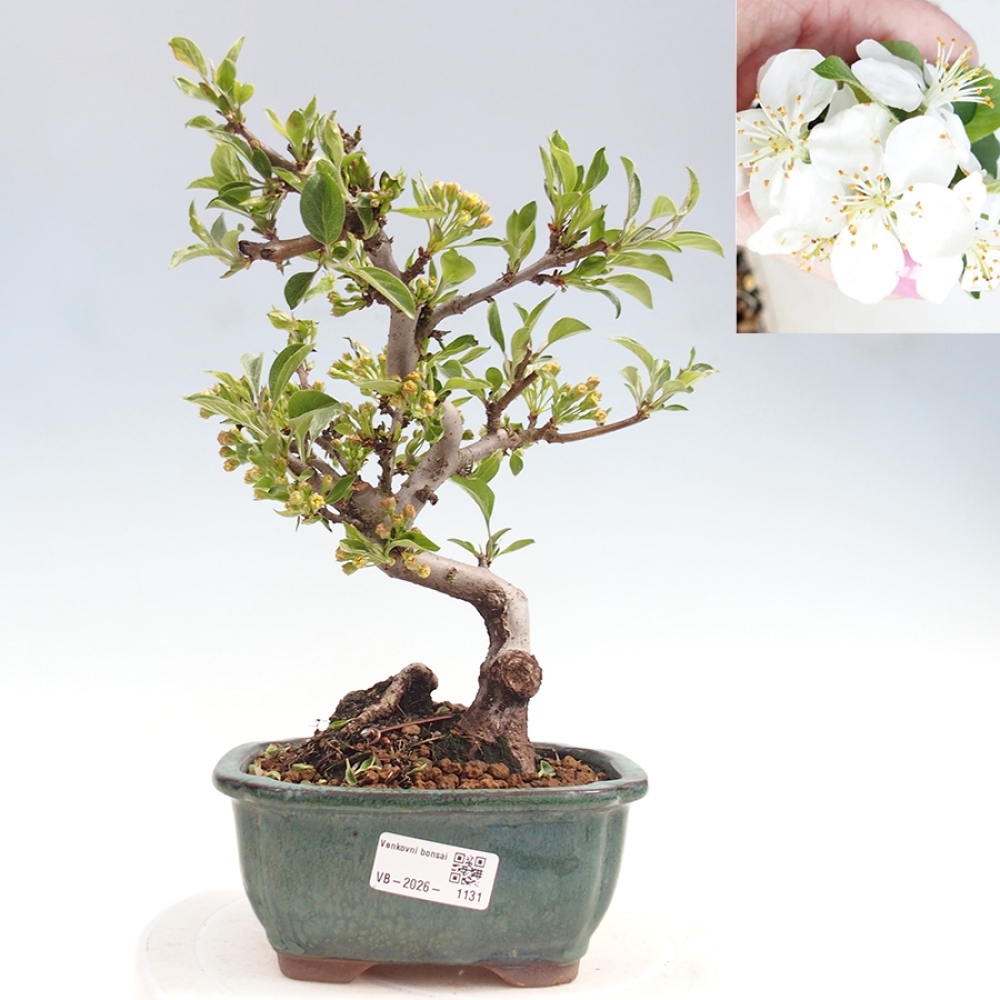 Bonsai da esterno - Malus sargentii - Melo a frutto piccolo