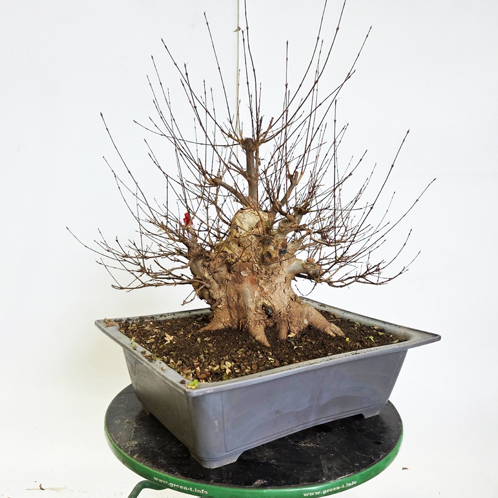 Bonsai da esterno Acero Burger - Acer Burgeriana