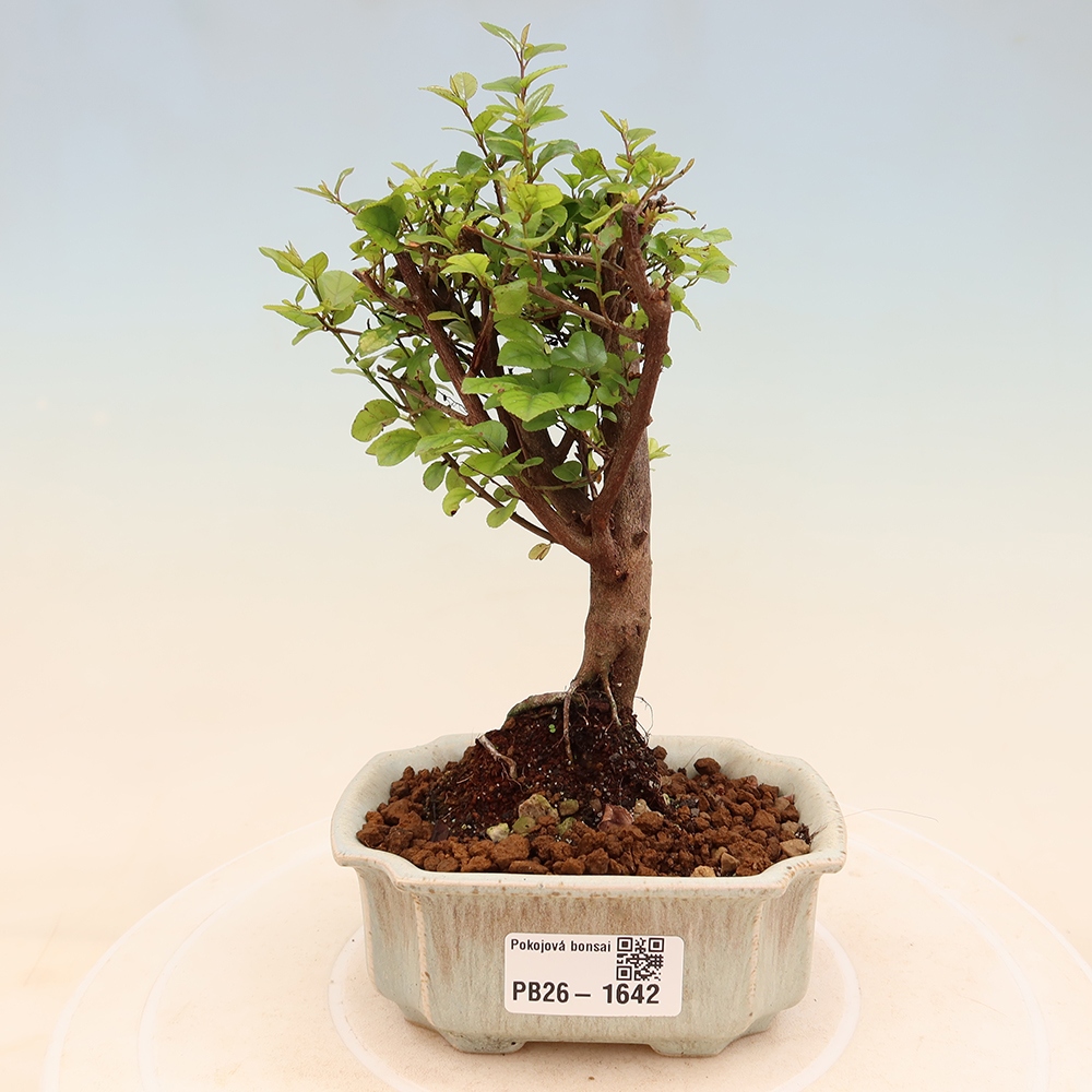 Camera bonsai - Sageretia thea - Sageretia thea
