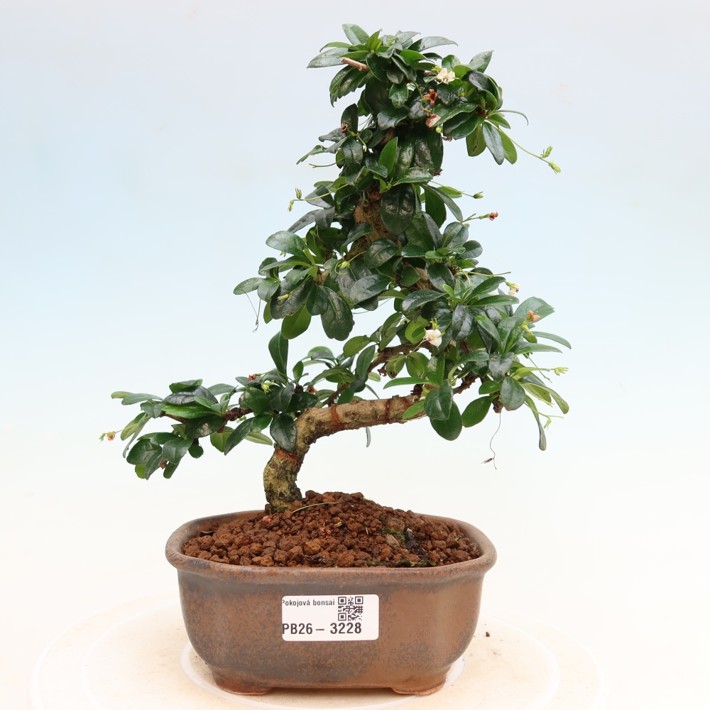 Camera bonsai - Carmona macrophylla - Tea fuki