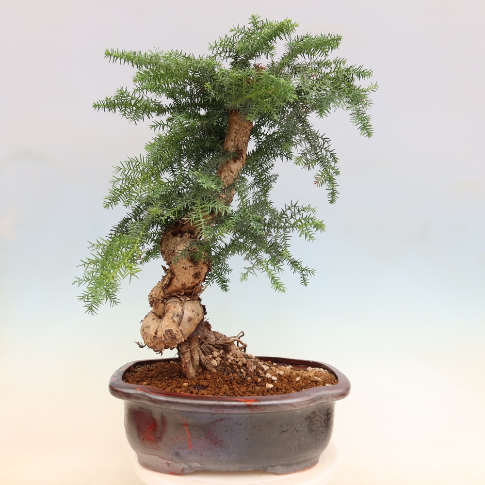 Bonsai da camera - Araucaria - Abete da camera