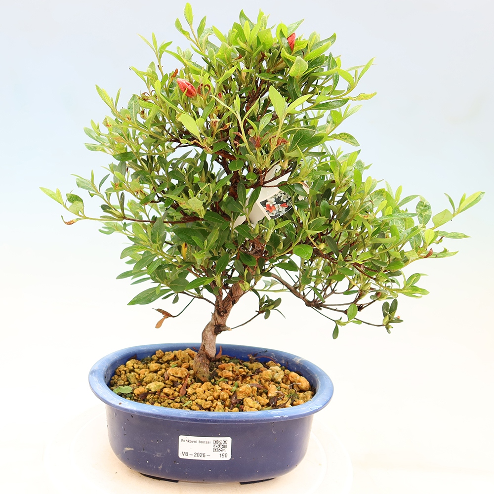 Bonsai da esterno - Azalea giapponese - Azalea Matsunami