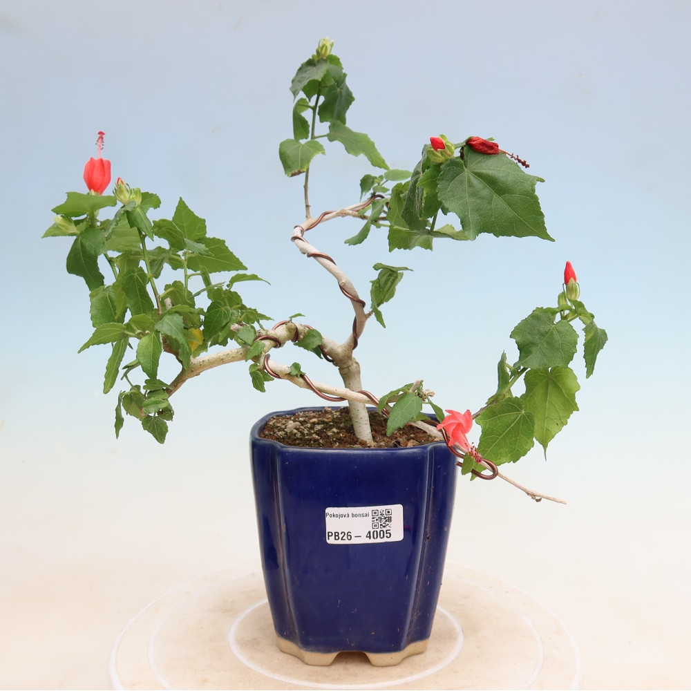 Bonsai da interno - Malvaviscus arboreus