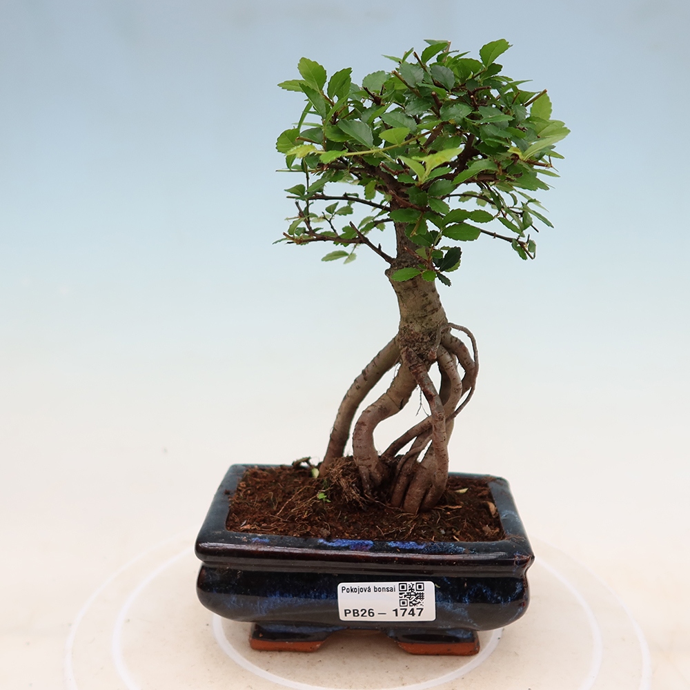 Camera bonsai - Ulmus parvifolia - Olmo a foglie piccole