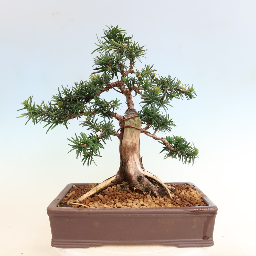 Bonsai da esterno - Taxus cuspidata - Tasso giapponese
