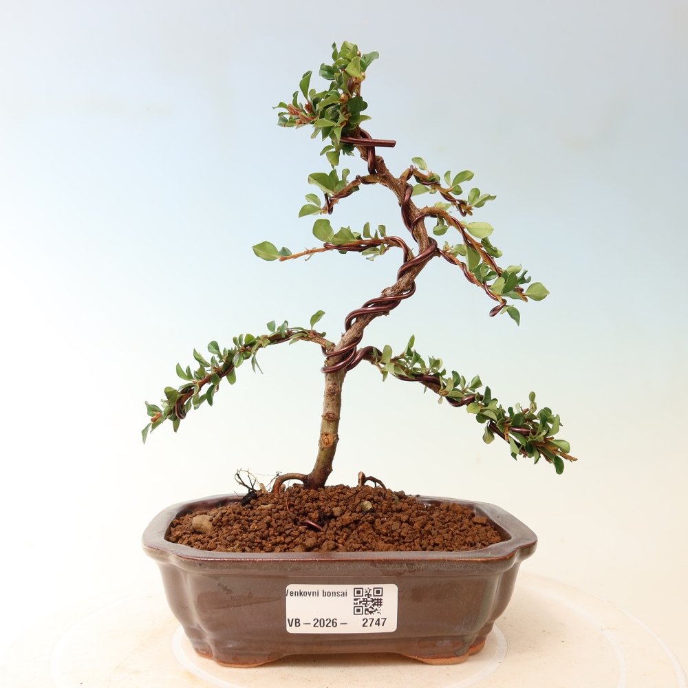 Bonsai da esterno - Cotoneaster horizontalis - Montagna rocciosa