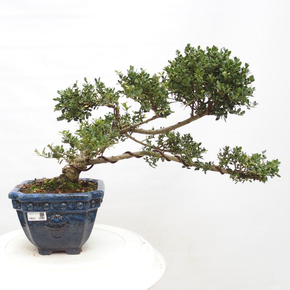 Camera bonsai - Ilex crenata - Agrifoglio