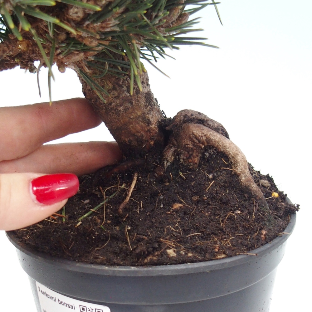 Bonsai da esterno - Pinus thunbergii senjyumaru - Pino di Thunberg