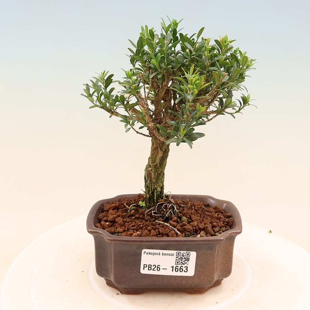 Camera bonsai - Buxus harlandii - buxus da sughero
