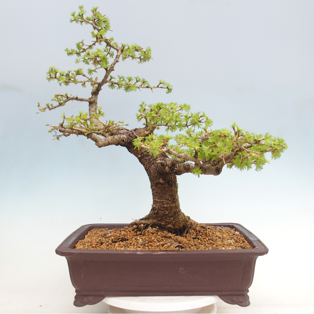 Bonsai da esterno -Larix decidua - Larice - Solo trasporto su pallet